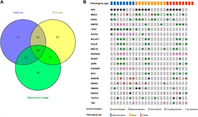 Evolutionary history of adenomas to colorectal cancer in FAP families